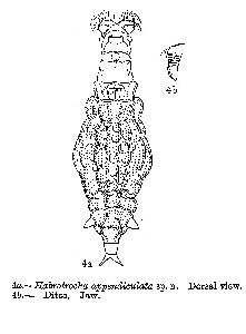 Murray, J (1911): Journal of the Royal Microscopical Society 31 p.14, pl.1, fig.4